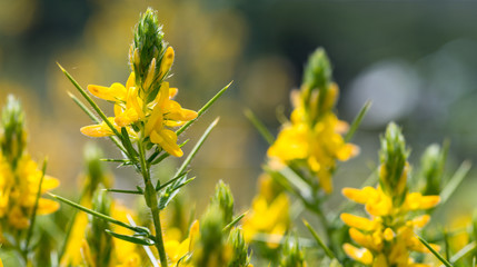 Ulex europaeus