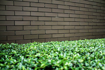 Template background of urban decay wall with trimmed green hedge.