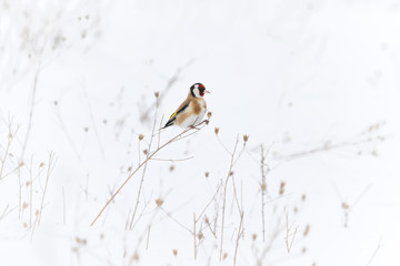 European goldfinch in search of seeds in an open field covered by snow. There was a lot of dry...