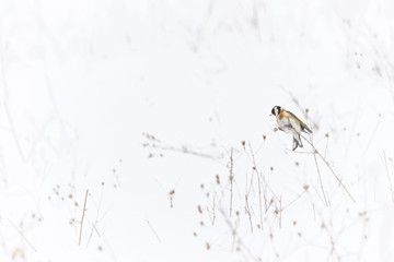 European goldfinch in search of seeds in an open field covered by snow. There was a lot of dry grass from where it can choose.
