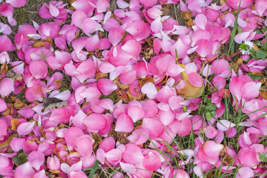 patels of pink kamelia