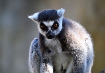 lemur