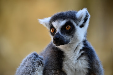 lemur