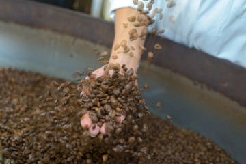 woman choosing coffee grains