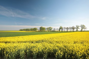 Obraz premium Springtime landscape at dawn