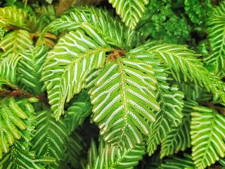 Full Frame Background of Unique Leaf Green Plants