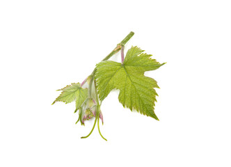 a vine leaf on a branch on a white background