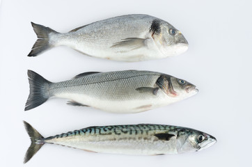 Three fresh fish on white background.