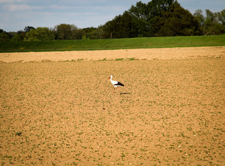 Storch auf einem Acker 
