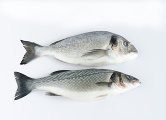 Two fresh fish on white background. Top view.