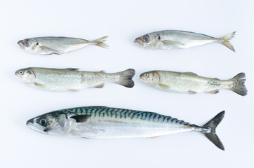 Fresh fish assorted on white background. Top view.