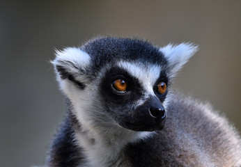 lemur