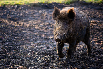 Wild boar male in the forest (sus scrofa)