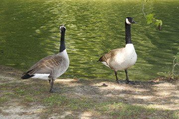 Canards au Bois de Boulogne à Paris	