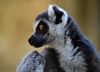 lemur