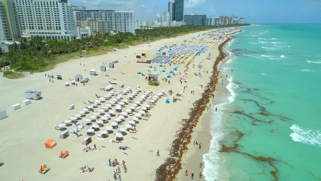 Drone flying over a flock of pelicans in formation Miami Beach 4k 60p