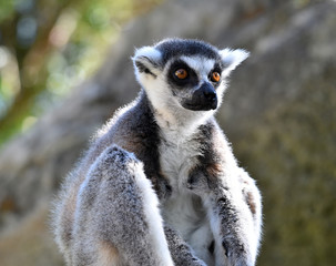 lemur en madagascar