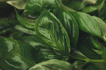 Fototapeta na wymiar Natural organic healthy food, basil herb leaf