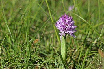 Dreizähniges Knabenkraut (Neotinea tridentata) 
