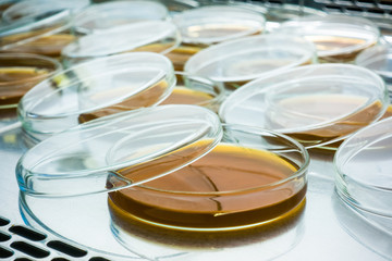 Finished petri dishes in Laminar boxing. Preparation for the experiment in the laboratory. Nutrient agar in petri dishes.