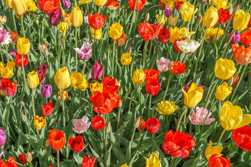 Different colors and varieties of tulips in the garden