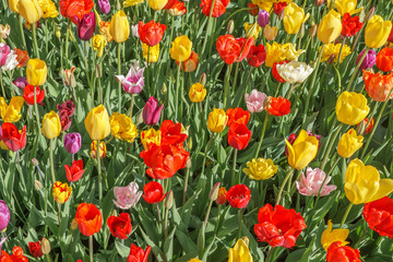 Fototapeta premium Different colors and varieties of tulips in the garden