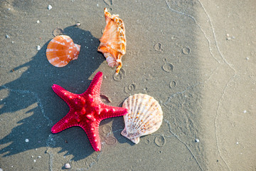 colorful shells on the beach