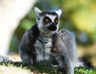 Obraz premium lemur