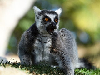 lemur en madagascar