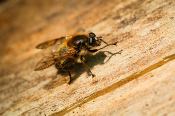 Biene auf Holz