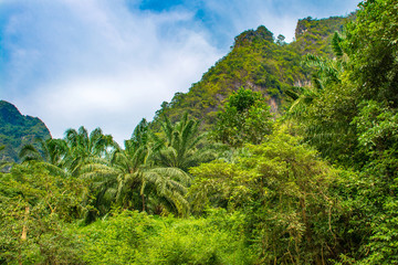 Fototapeta na wymiar Tropical landscape of a jungle in Thailand