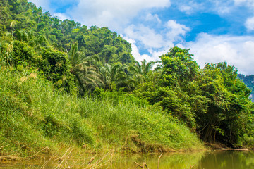 Tropical landscape of a jungle in Thailand