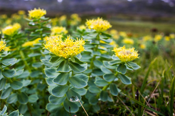 In Sweden mountains grow magic plant, which can cure from mostly all diseases