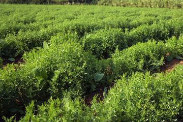 Fototapeta na wymiar Lentil crop. Rows of lentil plants
