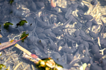 Kaulquappen im Teich 