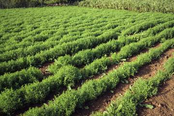 Fototapeta na wymiar Lentil field. Rows of lentil plants (Lens culinaris)