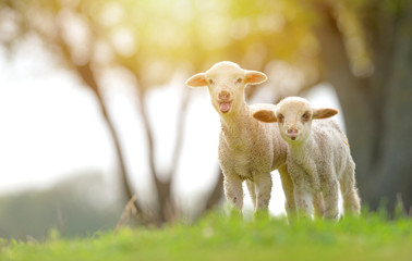 Cute lambs on field in spring © tutye