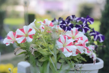 natural bunch of flowers