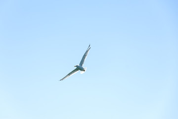 Obraz premium Gull in blue sky