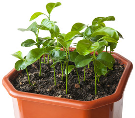 Sprouted mandarin seeds