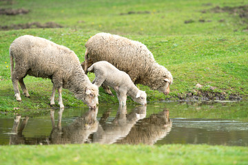sheep and lamb drinking water