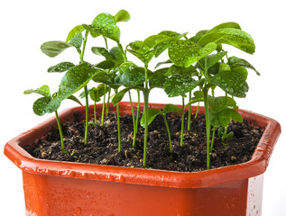 Sprouted mandarin seeds with water drops