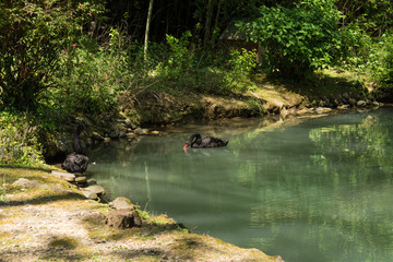 Black Swan on the pond