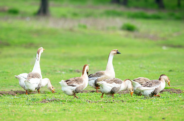Group of domestic goose (Anser  domesticus) in meadow.