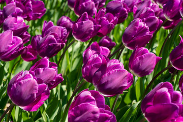 close-up of the blossoming purple tulips