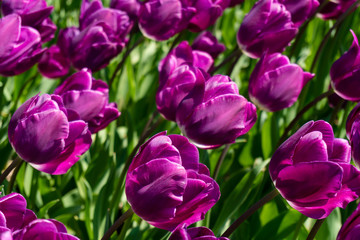 close-up of the blossoming purple tulips