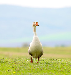 Front view of a drake walking on meadow
