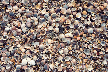 Muschelstrand