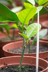 A young sprout of orange in a pot. Sale of plants.