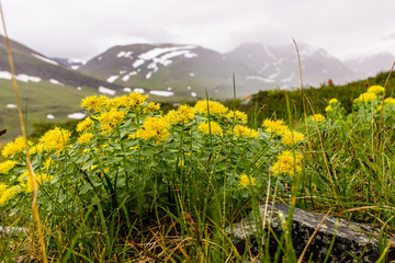 In Sweden mountains grow magic plant, which can cure from mostly all diseases